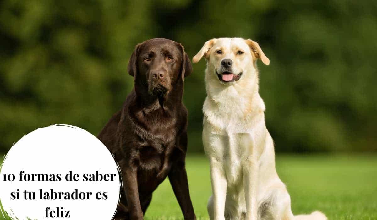 Aquí te dejamos 10 formas de saber si tu labrador es feliz a través de su lenguaje corporal