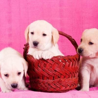 A qué edad se pueden separar los cachorros de la madre