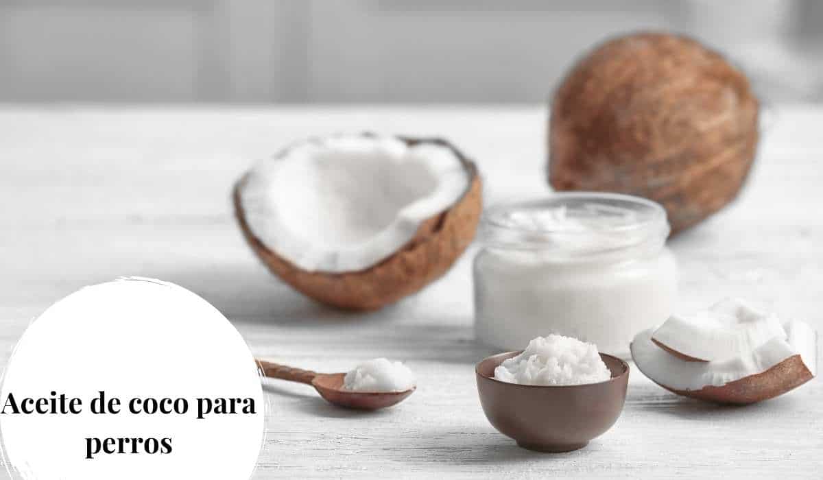 Aceite de coco para perros | Beneficios y Contraindicaciones