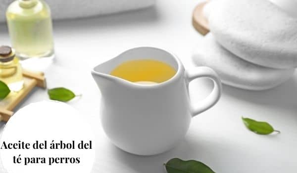Aceite del árbol del té para perros