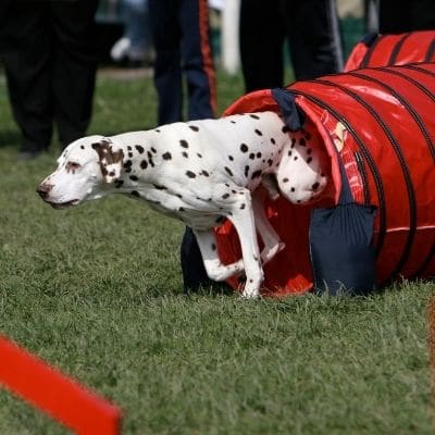 Adiestramiento de labradores y dálmatas