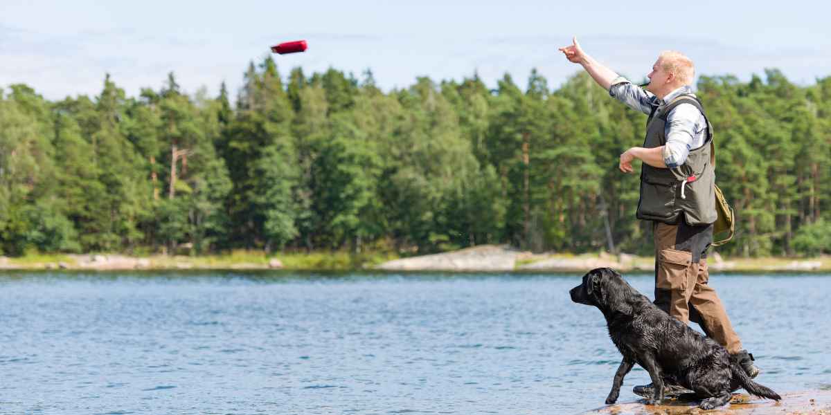Adiestramiento de obediencia para labrador