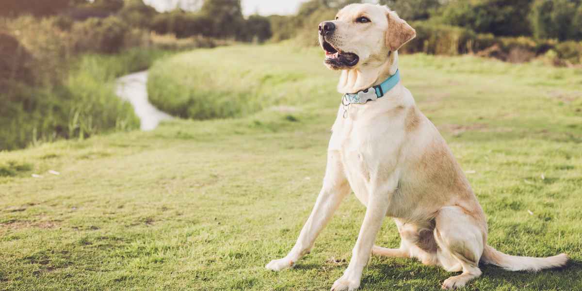 Instrucciones de obediencia