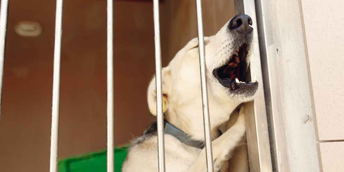 Adoptar o comprar ¿es esa la cuestión?