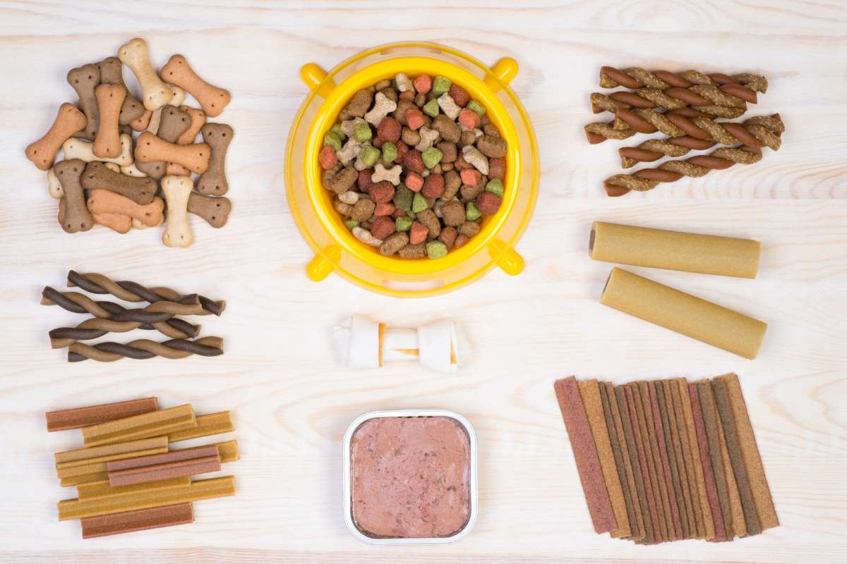 Artritis en labradores: síntomas, tratamiento y cómo aliviar el dolor