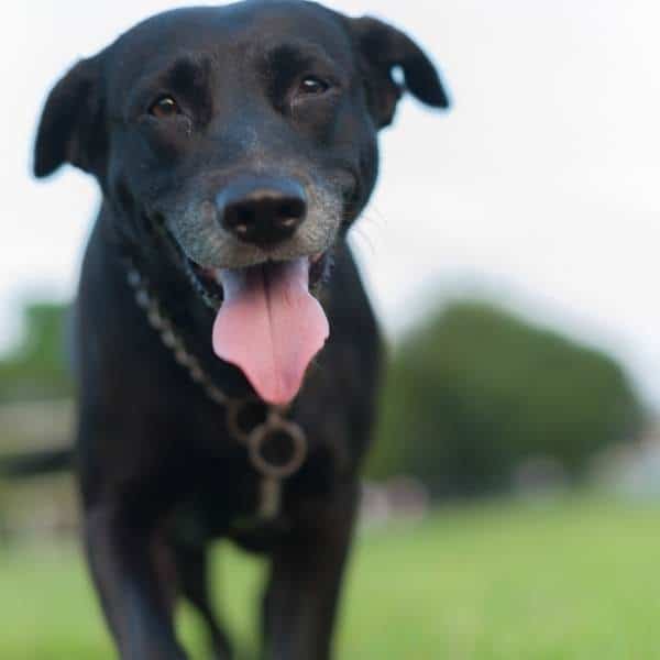 Fexofenadina para perros: usos, dosis y precauciones veterinarias