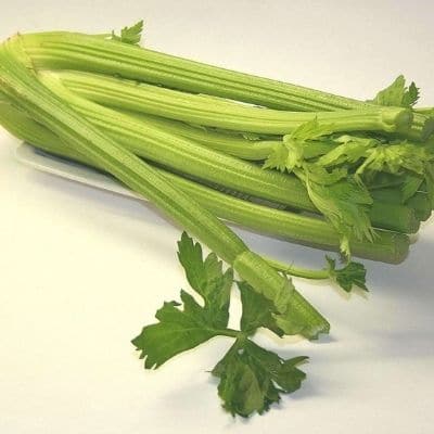 Los perros pueden comer apio