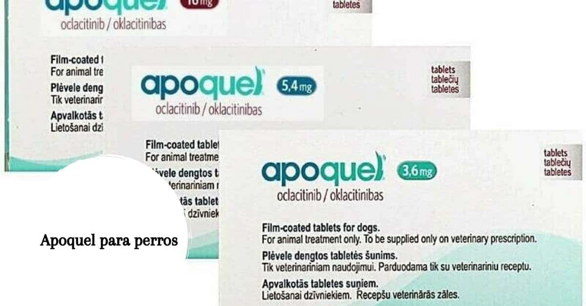 Apoquel para perros - Aplicaciones, efectos secundarios y dosis.