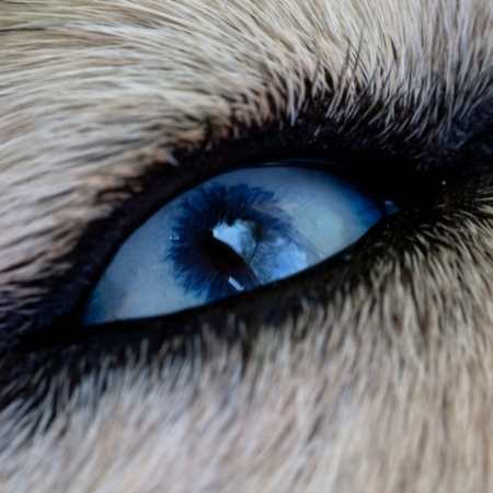 Signos de ceguera en los perros