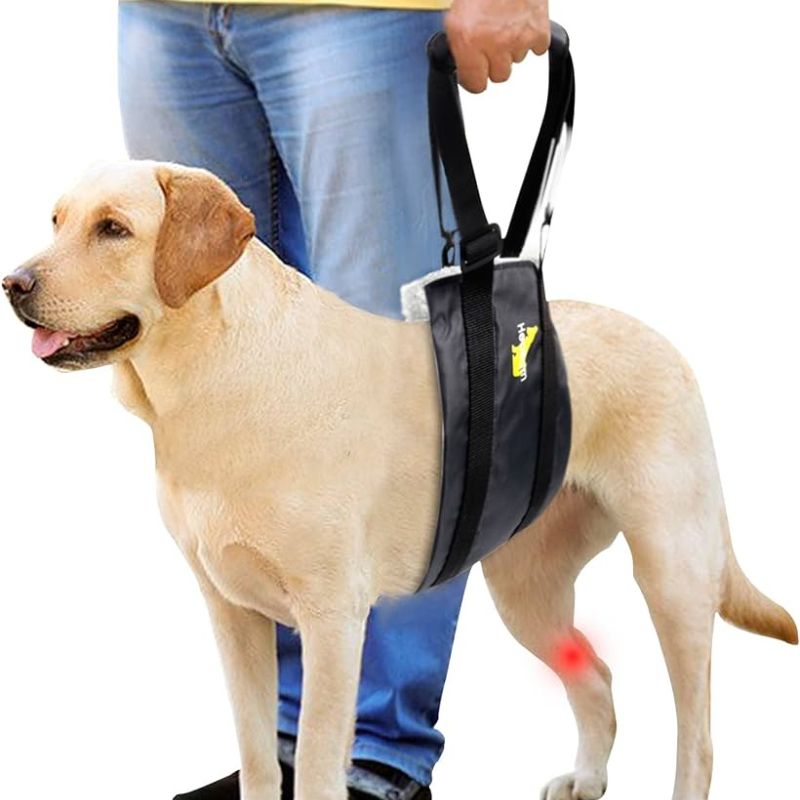 Bandas ventrales para perros ¿Qué son? ¿Cómo utilizarlas?