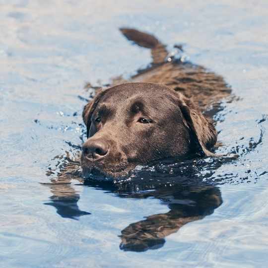 Baño del Labrador