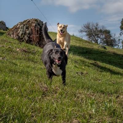 Beneficios leche cabra