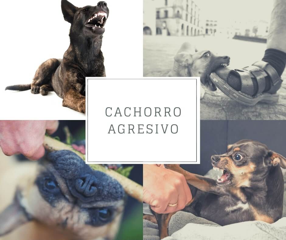 Cachorro agresivo - Cómo educar al cachorro