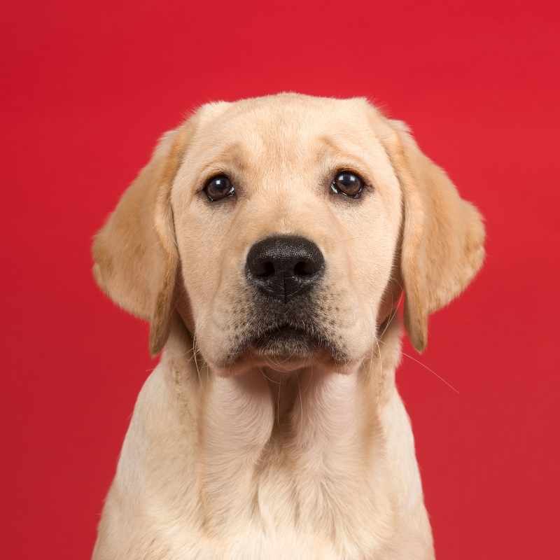 Cachorro de 10 semanas: Consejos, horarios, cuidados y más