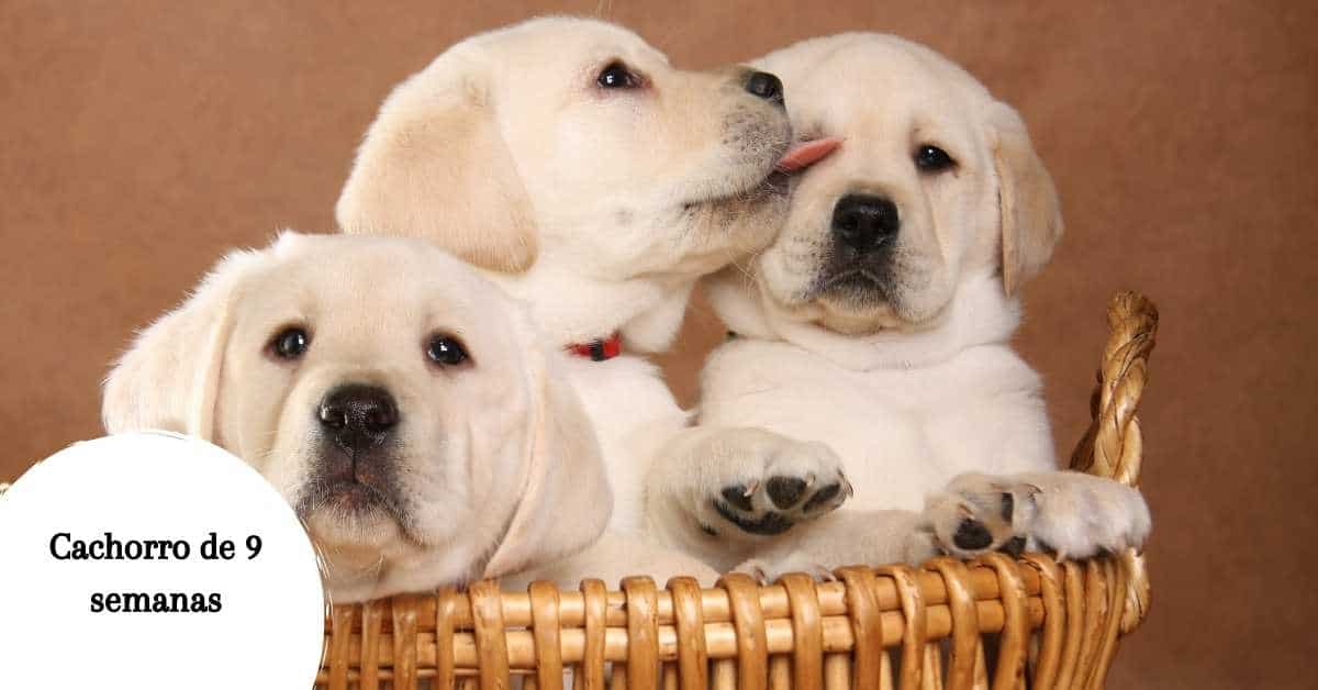 Cachorro de 9 semanas: consejos, alimentación y adiestramiento
