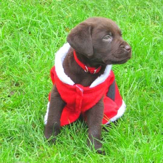 Cachorro por Navidad