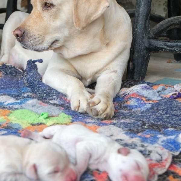 Cachorros de 6 semanas - Preguntas y respuestas