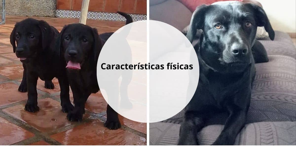 Características físicas del labrador negro
