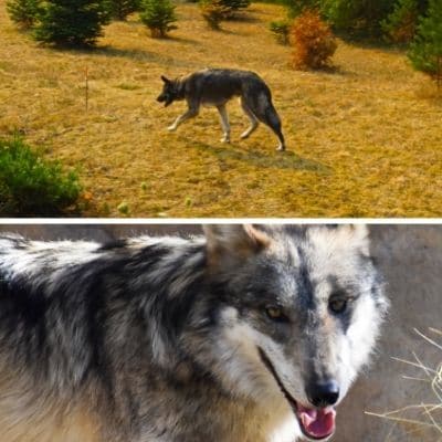 Características del lobo híbrido