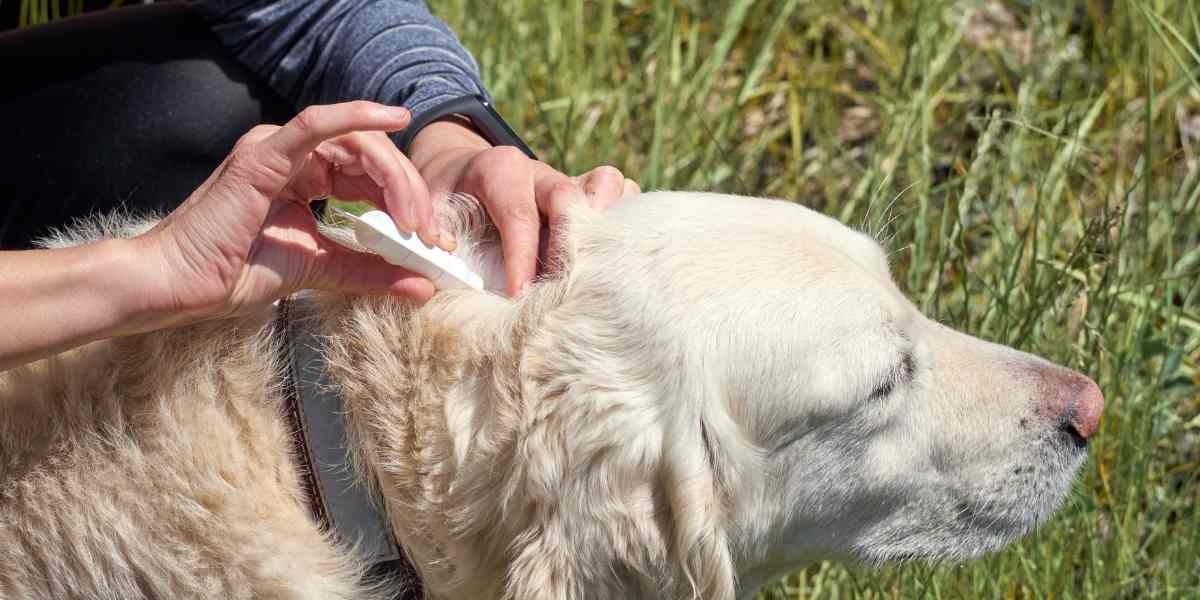 Las mejores antipulgas para perros grandes: collares, pipetas y pastillas comparadas