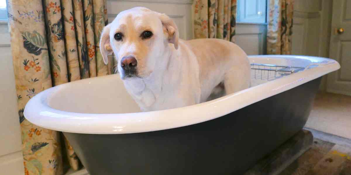 Champú Simple para perros