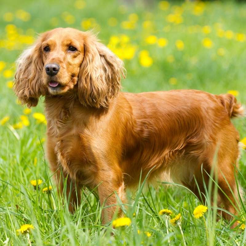 Cocker Spaniel