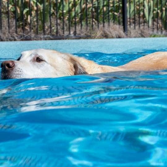 Como Enseñar a un Perro a NADAR sin AHOGARLO
