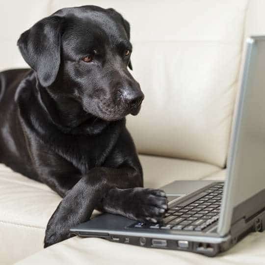 Cómo enseñar a tu perro a relajarse como este labrador