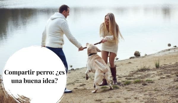Compartir al perro: ¿es una buena idea?