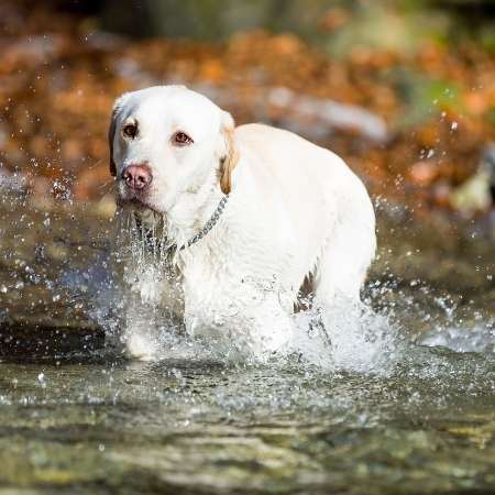 Con qué frecuencia se puede bañar a un Labrador
