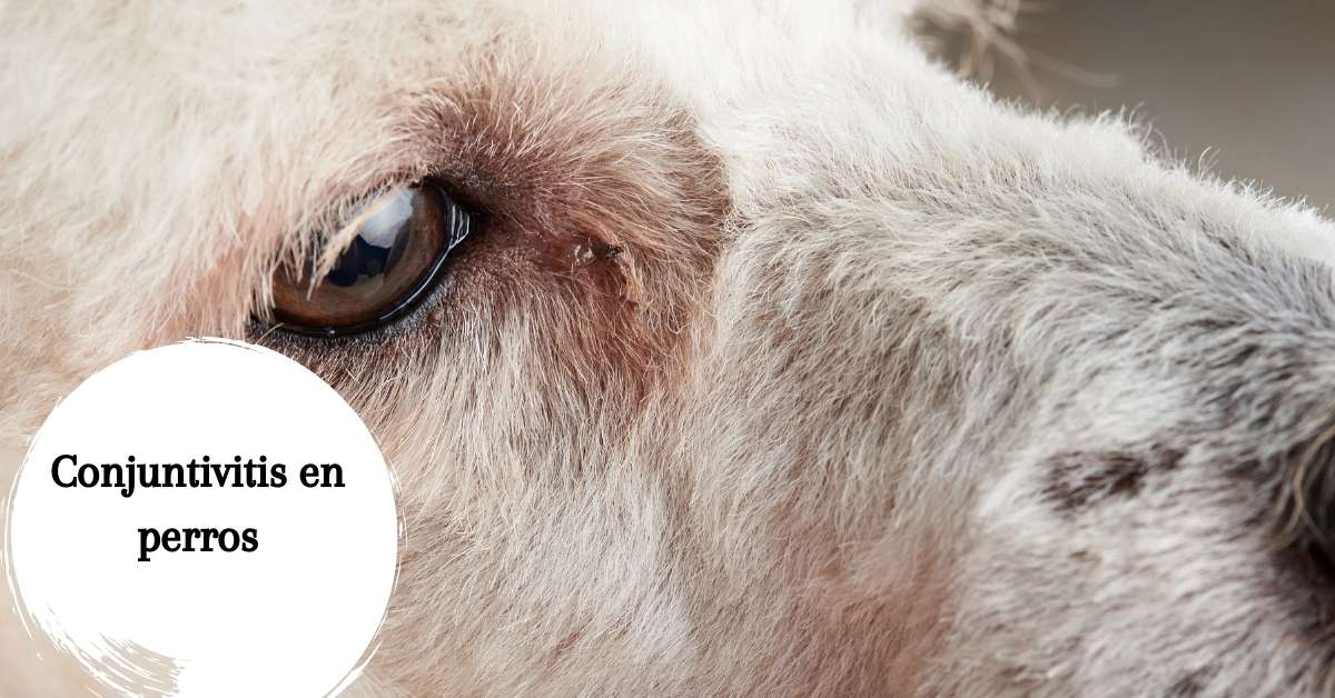 Conjuntivitis en perros