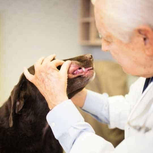 Vacunas del labrador: calendario completo y cuándo ponerlas