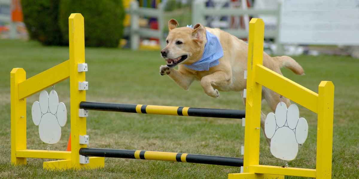 Crea un circuito de agilidad casero 