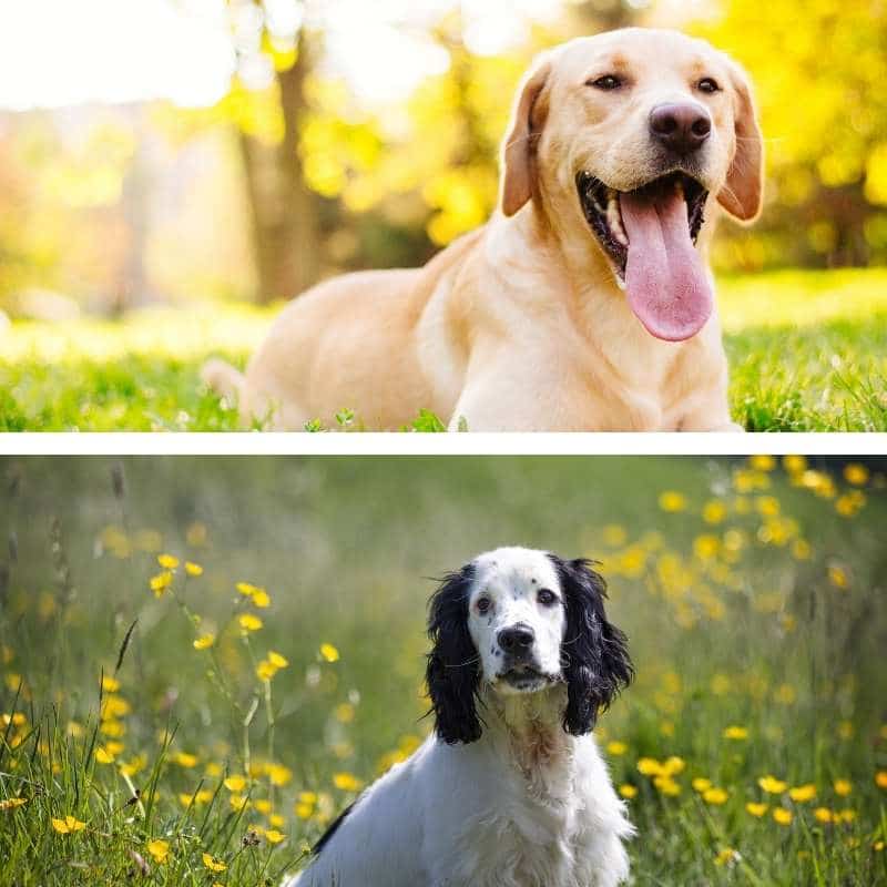 Cruce de Cocker Spaniel y Labrador