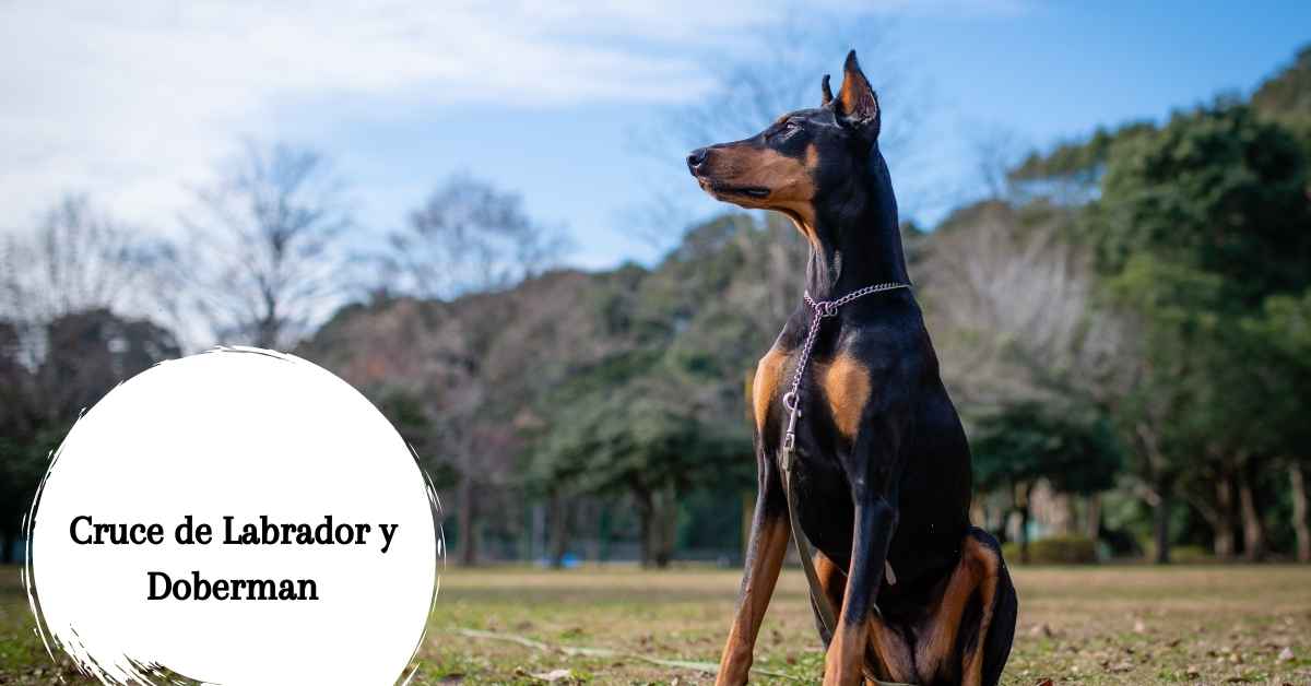 Cruce de Doberman