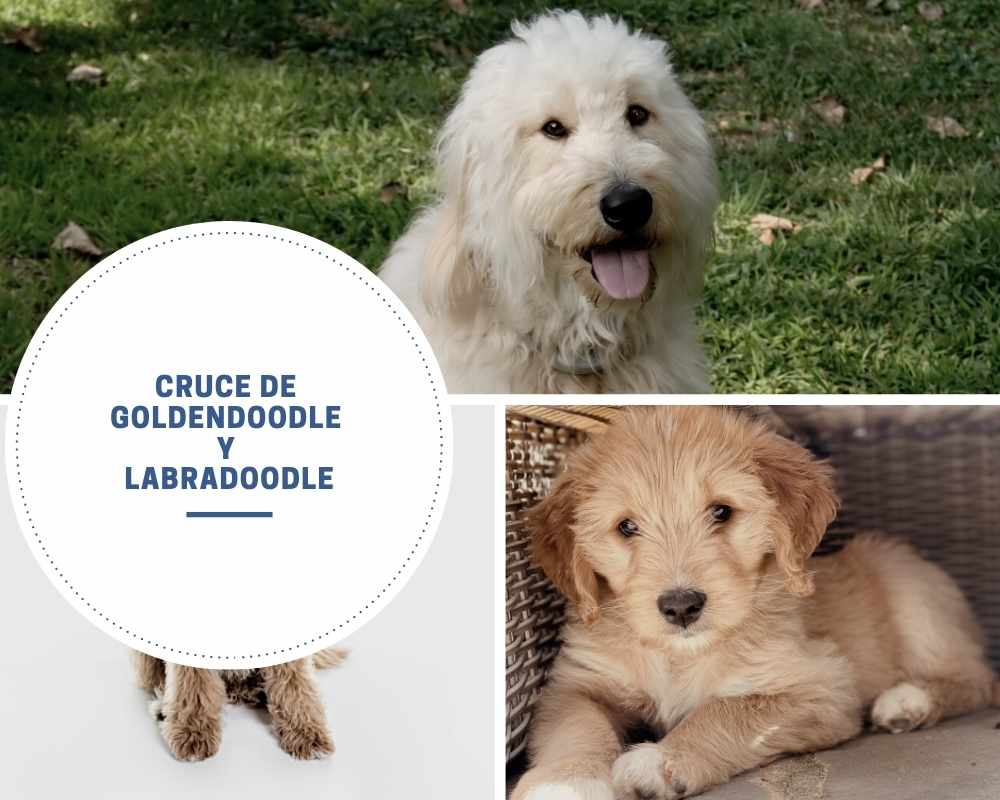 Cruce de Goldendoodle y Labradoodle