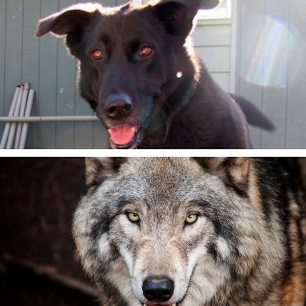 Cruce de Labrador Retriever con Lobo
