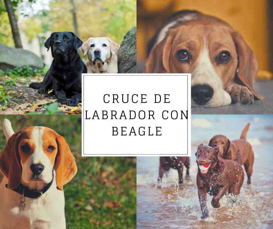 Cruce de Labrador con Beagle - Guía completa sobre el Beagador