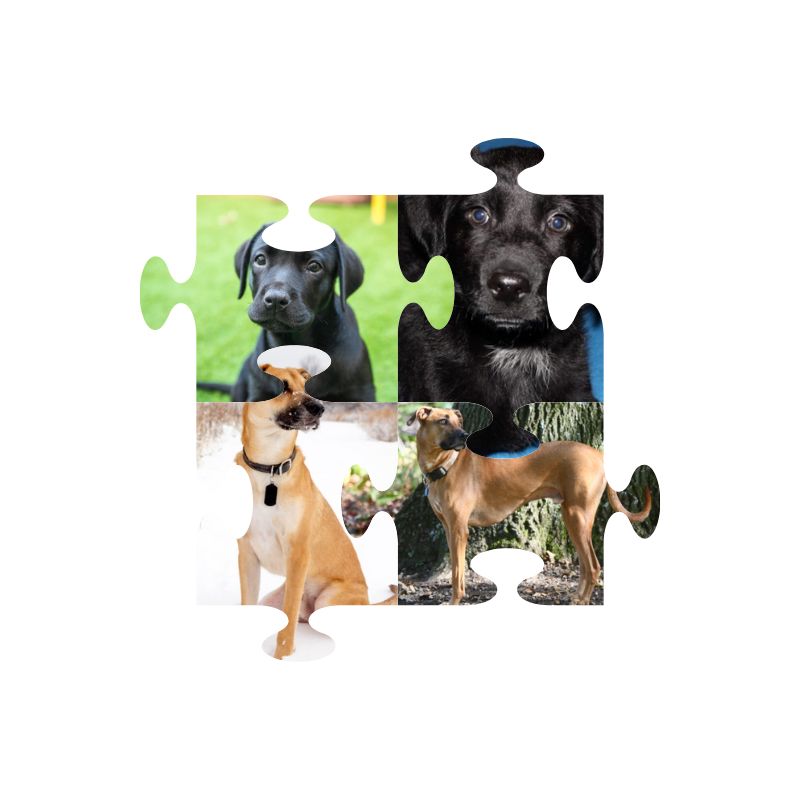 Cruce de Labrador con Black Mouth Cur