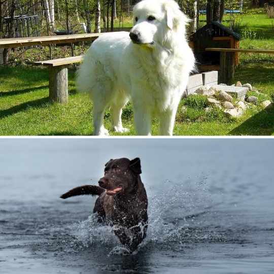 Cruce de Labrador con Gran Pirineo