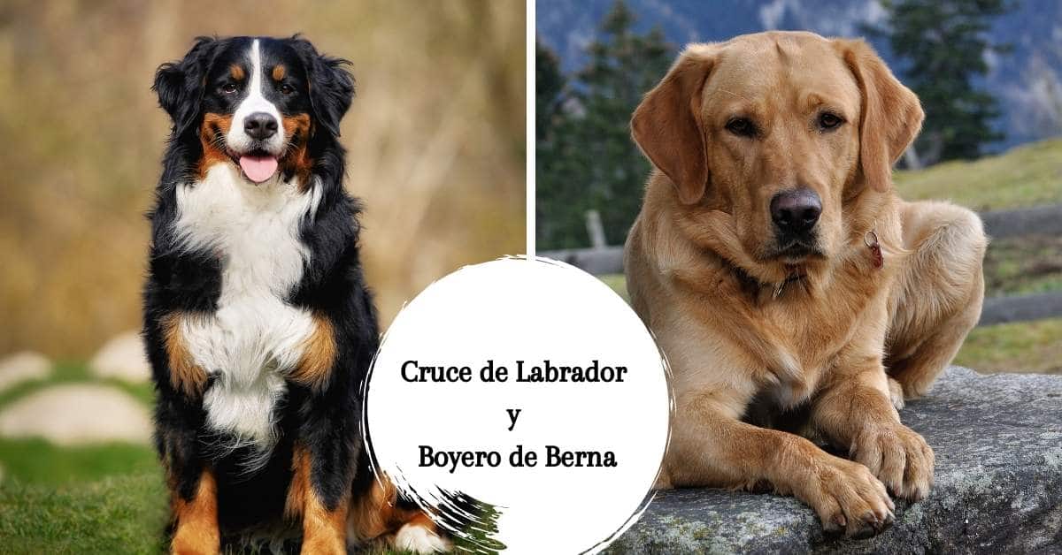 Cruce de Labrador y Boyero de Berna