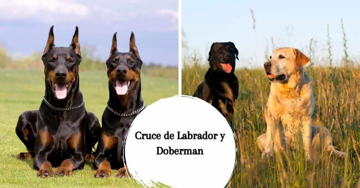 Cruce de Labrador y Doberman