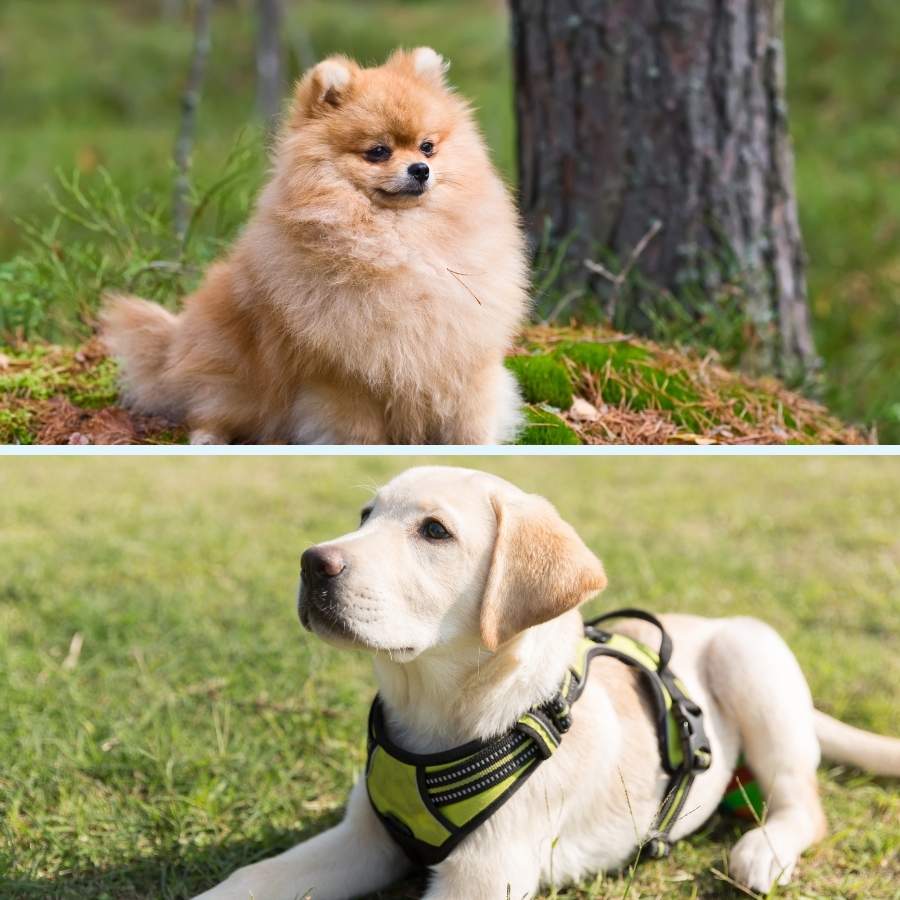 Cruce de Labrador y Pomerania