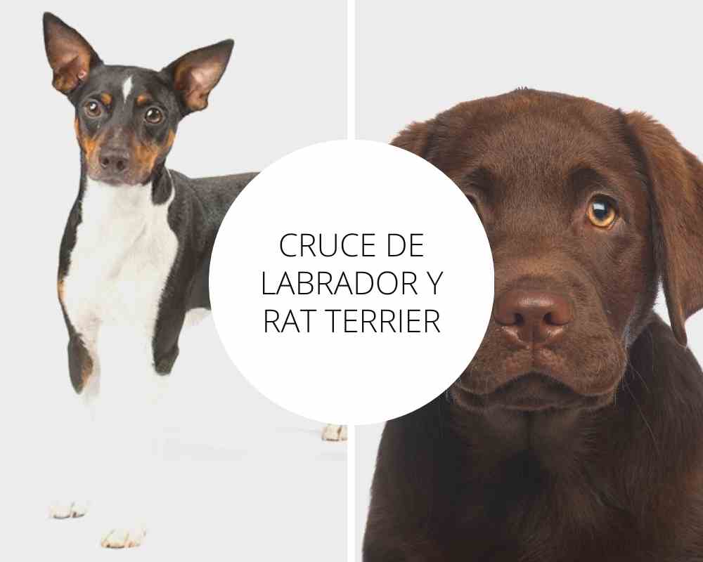 Cruce de Labrador y Rat Terrier
