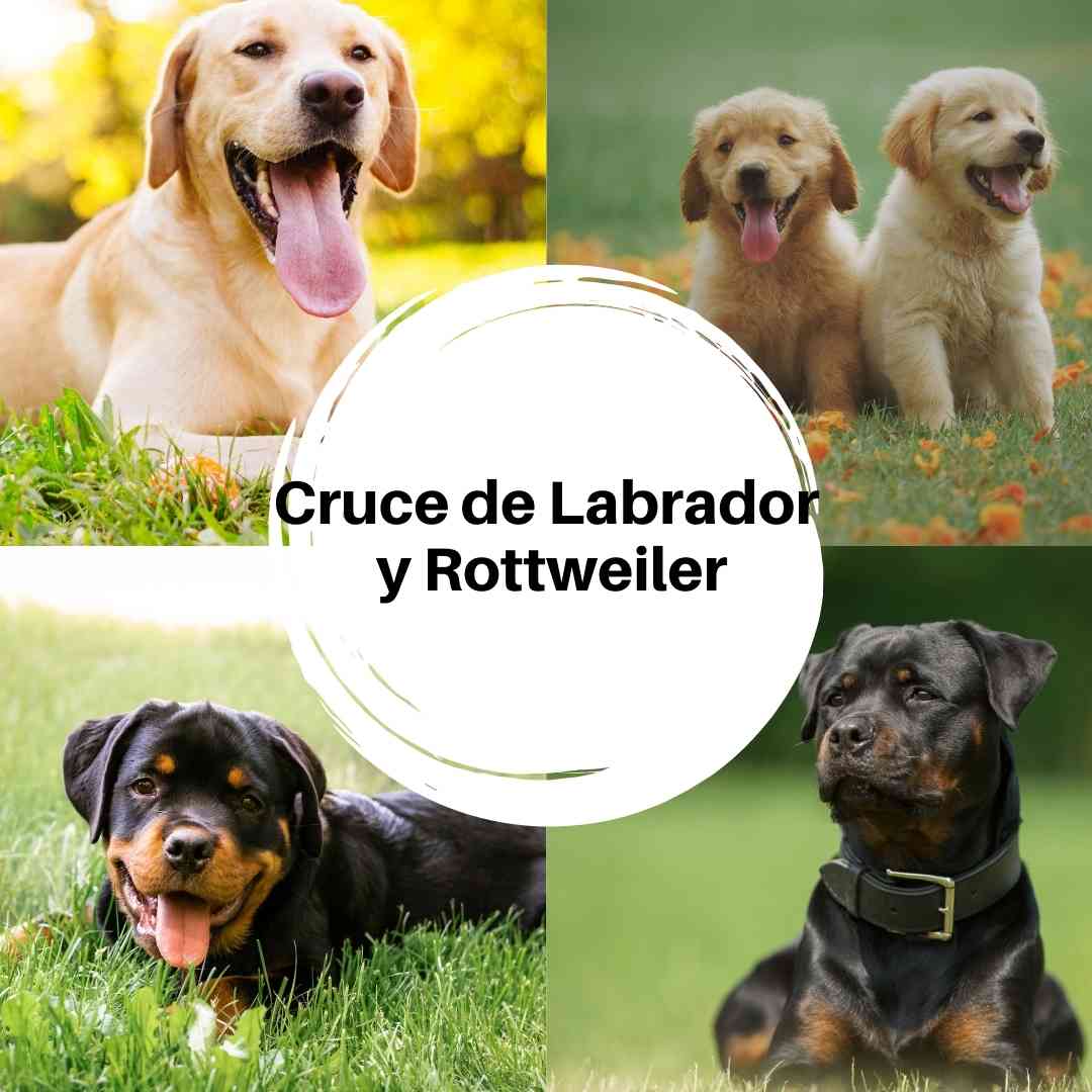 Cruce de Labrador y Rottweiler – Todo sobre el Labrottie