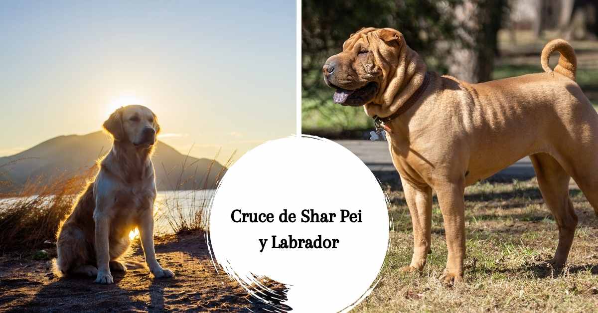 Cruce de Shar Pei y Labrador