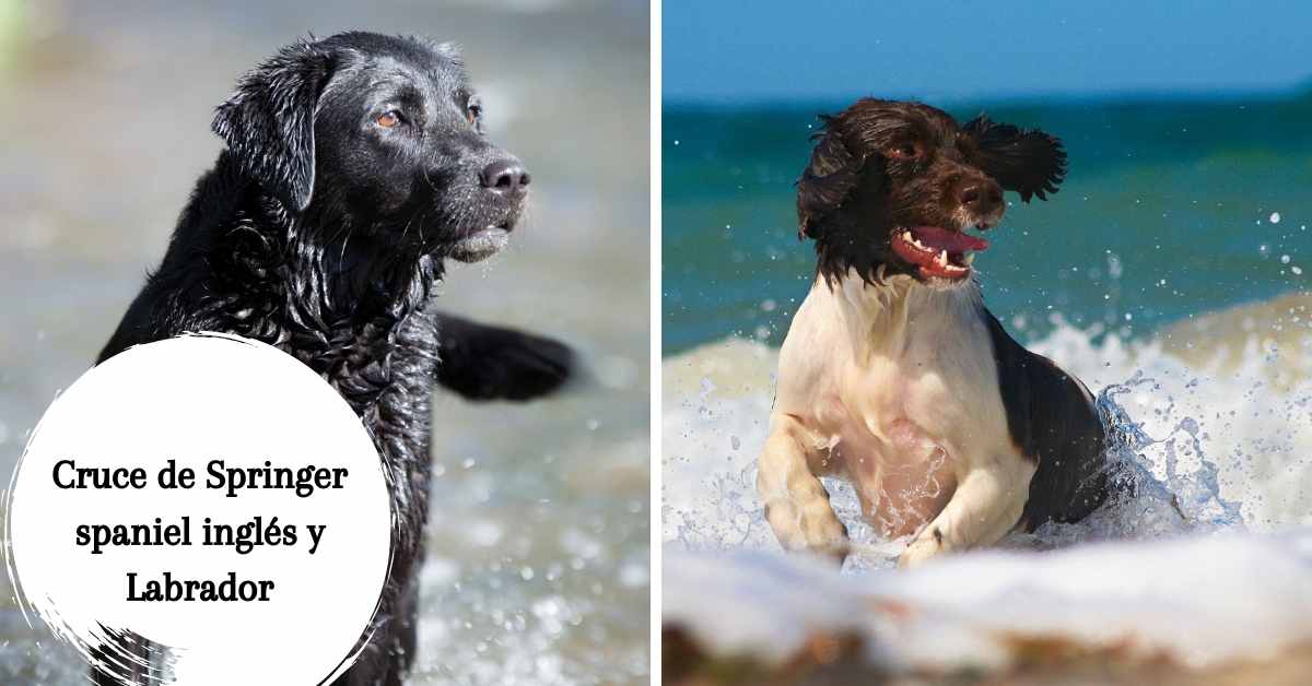 Cruce de Springer spaniel inglés y Labrador