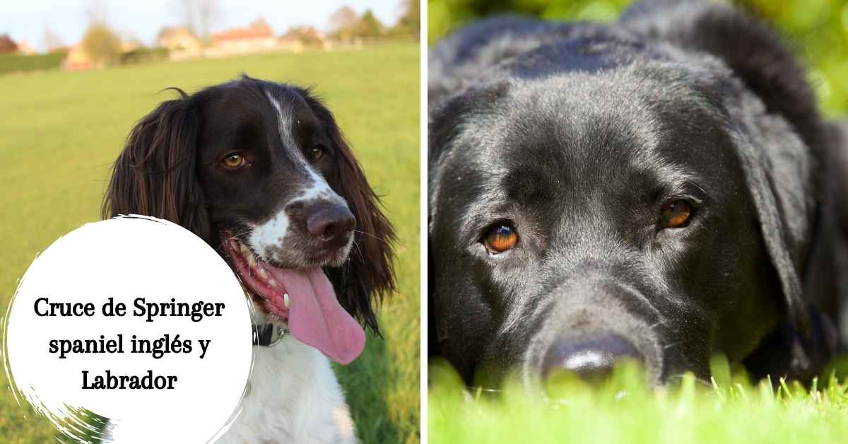 Cruce de Springer spaniel inglés