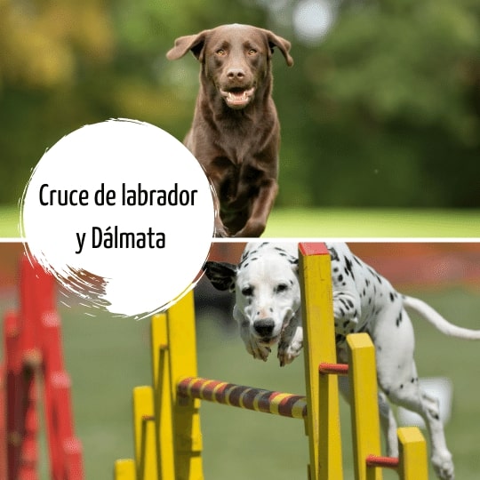 Cruce labrador y dálmata