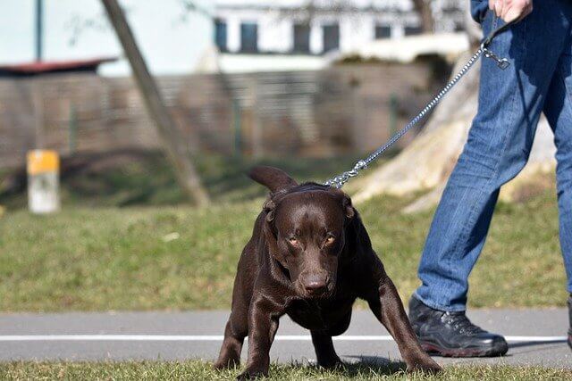 Cuántos paseos necesita mi perro
